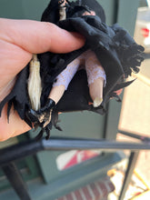 Load image into Gallery viewer, Dollhouse Miniature ~ Halloween Witch Doll in Black Hat & Robe w/ Broomstick Marcia Backstrom
