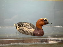 Load image into Gallery viewer, Dollhouse Miniature ~  Artisan Handmade European Wigeon Duck Made In Italy Signed
