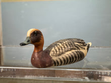 Load image into Gallery viewer, Dollhouse Miniature ~  Artisan Handmade European Wigeon Duck Made In Italy Signed