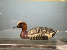 Load image into Gallery viewer, Dollhouse Miniature ~  Artisan Handmade European Wigeon Duck Made In Italy Signed