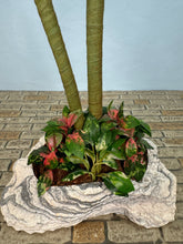 Load image into Gallery viewer, Dollhouse Miniature ~ Artisan Handmade Palm Trees Florida Landscaping