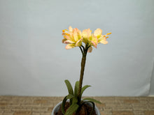 Load image into Gallery viewer, Dollhouse Miniature ~ Artisan Flowers In Vince Stapleton Handmade Wedgewood Pot