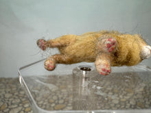 Load image into Gallery viewer, Dollhouse Miniature ~  Artisan Handmade OOAK Yellow Cat With Green Eyes