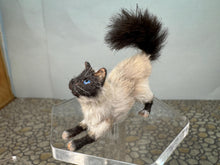 Load image into Gallery viewer, Dollhouse Miniature ~  Artisan Handmade OOAK Cat Stretching