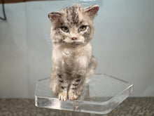 Load image into Gallery viewer, Dollhouse Miniature ~  Artisan Handmade OOAK Grey/White Cat Sitting