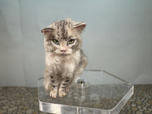 Load image into Gallery viewer, Dollhouse Miniature ~  Artisan Handmade OOAK Grey/White Cat Sitting