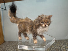 Load image into Gallery viewer, Dollhouse Miniature ~  Artisan Handmade OOAK Grey & White Cat Standing