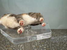 Load image into Gallery viewer, Dollhouse Miniature ~  Artisan Handmade OOAK Grey Cat With White Tail