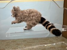 Load image into Gallery viewer, Artisan Handmade OOAK Racoon
