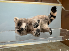 Load image into Gallery viewer, Artisan Handmade OOAK Racoon
