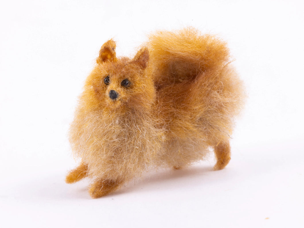 Bridget McCarty Pomeranian Dog