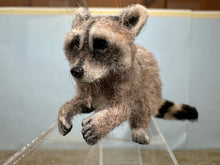 Load image into Gallery viewer, Dollhouse Miniature ~  Artisan Handmade OOAK Racoon
