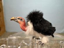 Load image into Gallery viewer, Dollhouse Miniatures ~  Artisan Handmade OOAK Vulture Bird
