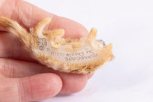 Load image into Gallery viewer, Dollhouse Miniature ~ UK Annie Willis Cat - Lefkowitz Estate
