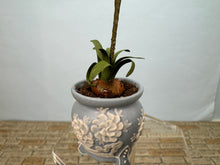 Load image into Gallery viewer, Dollhouse Miniature ~ Artisan Flowers In Vince Stapleton Handmade Wedgewood Pot
