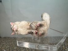 Load image into Gallery viewer, Dollhouse Miniature ~  Artisan Handmade OOAK Grey/White Cat Sitting
