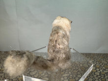 Load image into Gallery viewer, Dollhouse Miniature ~  Artisan Handmade OOAK Grey/White Cat Sitting
