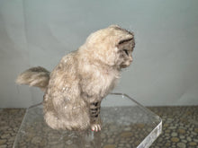 Load image into Gallery viewer, Dollhouse Miniature ~  Artisan Handmade OOAK Grey/White Cat Sitting
