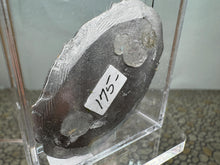 Load image into Gallery viewer, Dollhouse Miniature ~ Artisan Handmade Thanksgiving Stuffed Turkey
