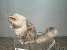 Load image into Gallery viewer, Dollhouse Miniature ~  Artisan Handmade OOAK Grey/White Cat Sitting
