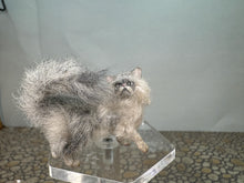 Load image into Gallery viewer, Dollhouse Miniature ~  Artisan Handmade OOAK Grey &amp; White Cat Fluffy Tail
