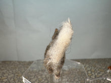 Load image into Gallery viewer, Dollhouse Miniature ~  Artisan Handmade OOAK Grey Cat With White Tail
