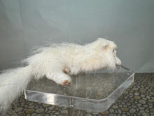 Load image into Gallery viewer, Dollhouse Miniature ~  Artisan Handmade OOAK White Cat Laying Down
