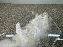 Load image into Gallery viewer, Dollhouse Miniature ~  Artisan Handmade OOAK White Cat Laying Down
