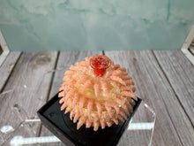 Load image into Gallery viewer, Dollhouse Miniature ~ Artisan Handmade Shrimp Cocktail 3 Tier Platter (Chipped)
