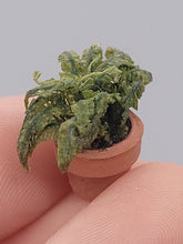 Load image into Gallery viewer, Dollhouse Miniature ~ 1/2&quot; Scale, Green Indoor Plant in Terracotta Pot
