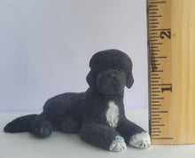Load image into Gallery viewer, Portuguese Water Dog - by Karl Blindheim
