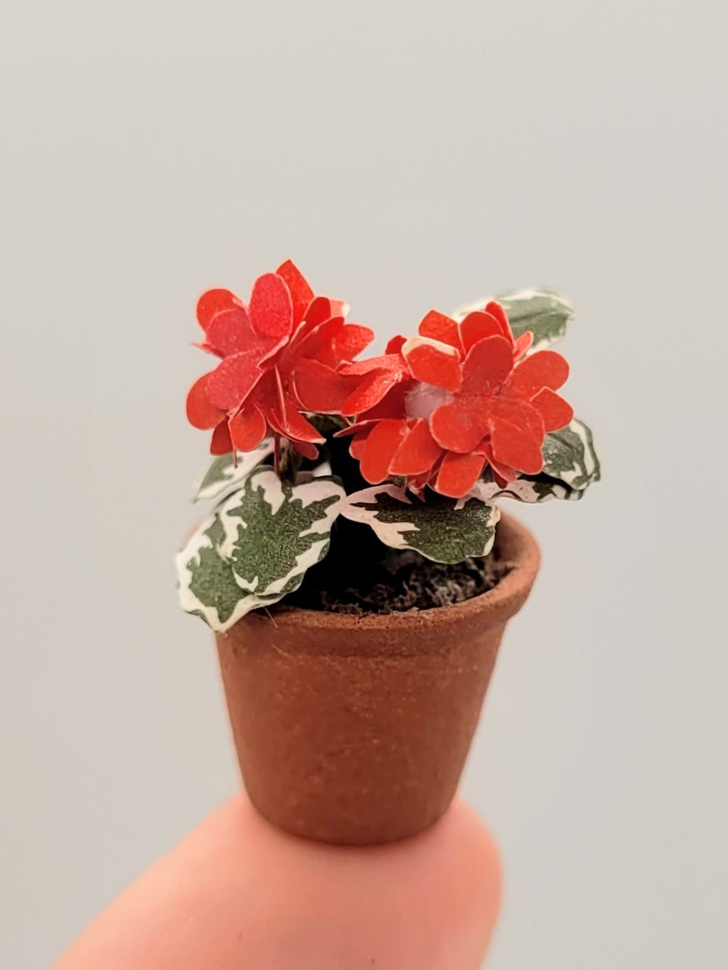 Geraniums in Terracotta Pot