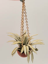 Load image into Gallery viewer, Spider Plant in Hanging Terracotta Pot
