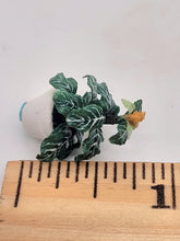 Load image into Gallery viewer, Dollhouse Miniature ~ 1:24 Scale, Zebra Plant in White Pot
