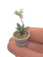 Load image into Gallery viewer, Eileen Vernon – Star of Bethlehem in Pottery Pot
