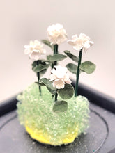 Load image into Gallery viewer, White Geraniums in Styrofoam
