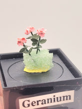 Load image into Gallery viewer, Geraniums in Styrofoam
