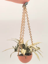 Load image into Gallery viewer, Spider Plant in Hanging Terracotta Pot
