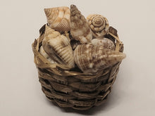 Load image into Gallery viewer, Real Seashells in Woven Basket
