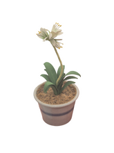 Load image into Gallery viewer, Eileen Vernon – Star of Bethlehem in Pottery Pot
