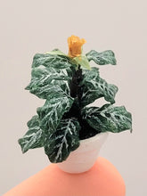 Load image into Gallery viewer, Dollhouse Miniature ~ 1:24 Scale, Zebra Plant in White Pot
