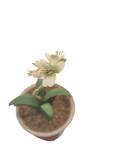 Load image into Gallery viewer, Eileen Vernon – Star of Bethlehem in Pottery Pot
