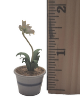 Load image into Gallery viewer, Eileen Vernon – Star of Bethlehem in Pottery Pot
