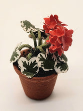 Load image into Gallery viewer, Geraniums in Terracotta Pot
