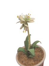Load image into Gallery viewer, Eileen Vernon – Star of Bethlehem in Pottery Pot
