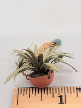 Load image into Gallery viewer, Spider Plant in Hanging Terracotta Pot
