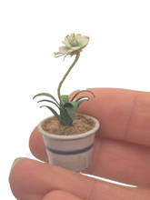 Load image into Gallery viewer, Eileen Vernon – Star of Bethlehem in Pottery Pot
