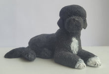 Load image into Gallery viewer, Portuguese Water Dog - by Karl Blindheim
