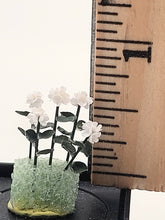 Load image into Gallery viewer, White Geraniums in Styrofoam
